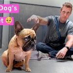 Dog Breeder Video: Discover Expert Tips and Insights