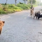 Dog Breeding Videos: Unlock Expert Tips & Techniques