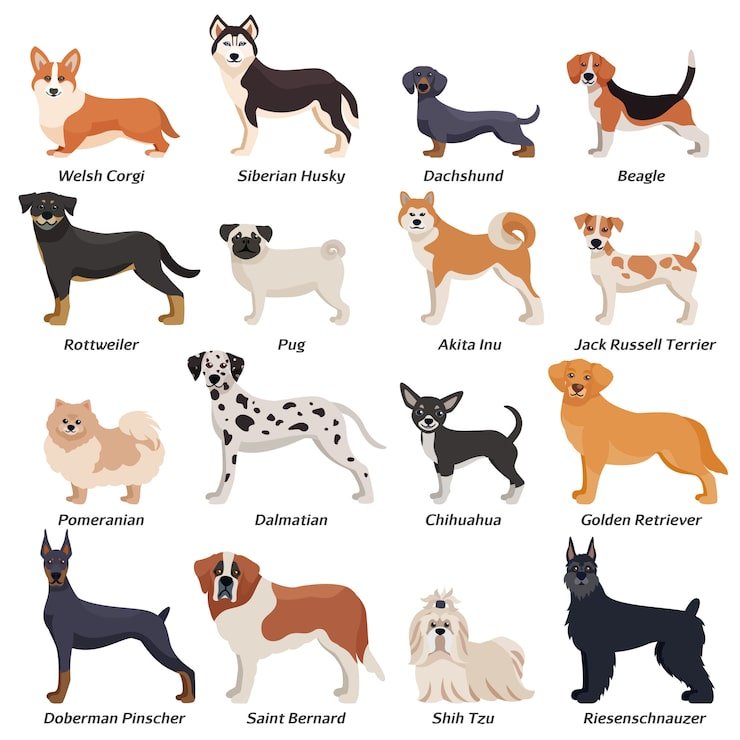 Dog Breeds A-Z: Explore Every Canine Companion