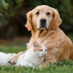 Dog Breeds And Cats: Harmony In The Animal Kingdom