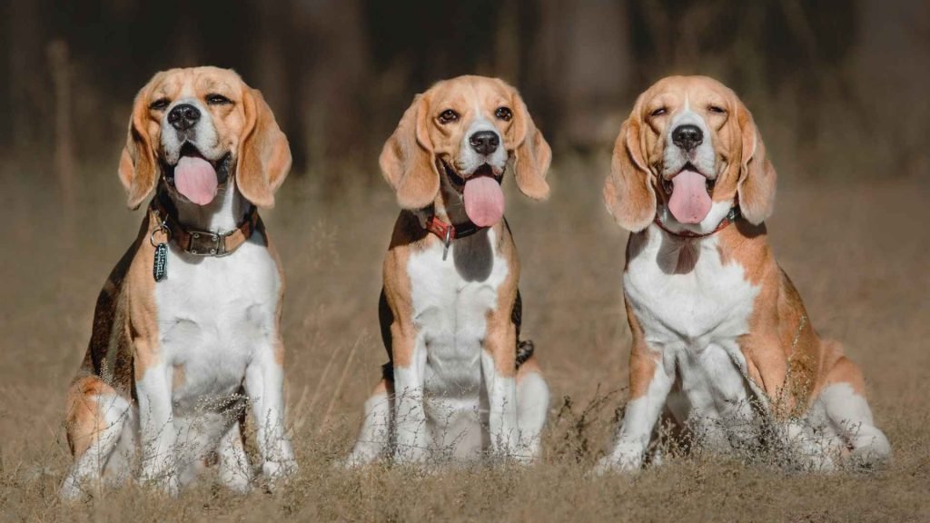 Dog Breeds Beginning With B: Discover Beloved Companions
