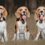 Dog Breeds Beginning With B: Discover Beloved Companions