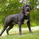 Dog Breeds Cane Corso Italian Mastiff: Majestic Guardians