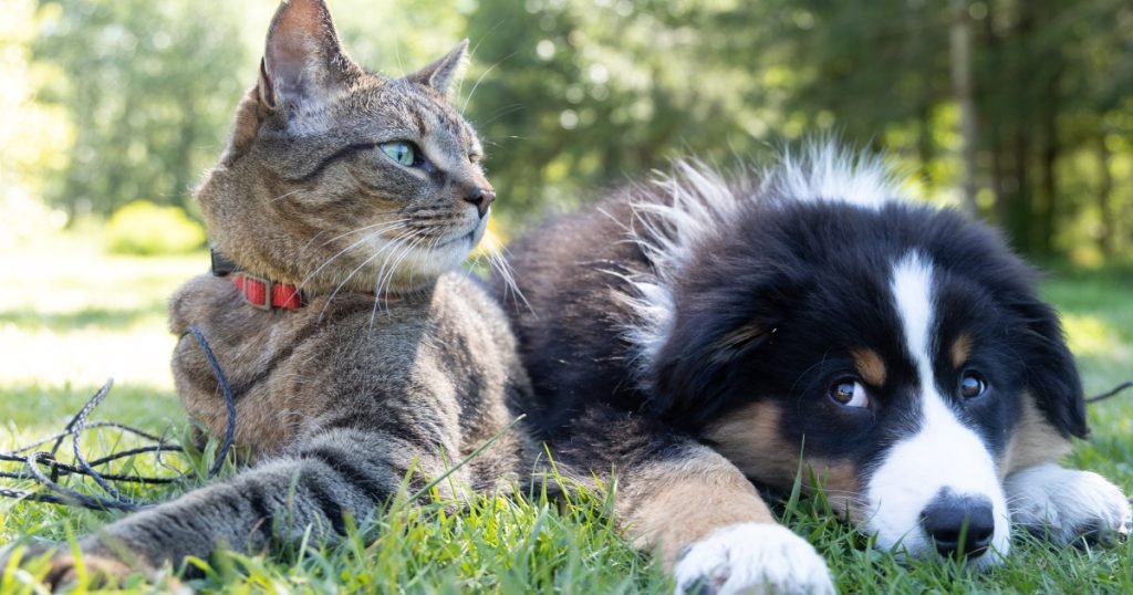 Dog Breeds Cats: Exploring Unlikely Pet Friendships