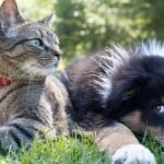 Dog Breeds Cats: Exploring Unlikely Pet Friendships