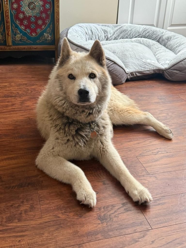 Dog Breeds Chow Husky Mix: The Ultimate Guide