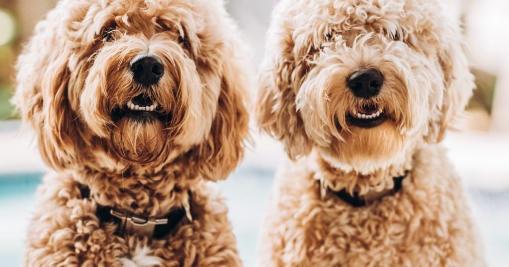 Dog Breeds Curly Fur: Discover the Fluffiest Companions