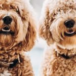 Dog Breeds Curly Fur: Discover the Fluffiest Companions