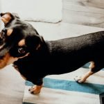 Dog Breeds Dachshund Mix: Discover Unique Companions