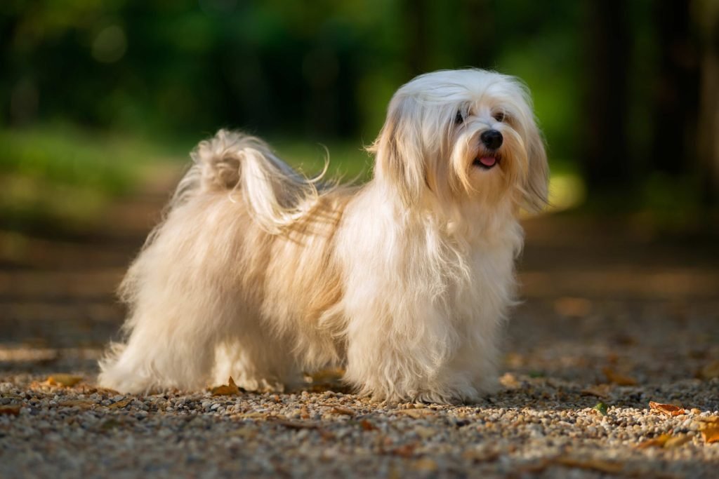 Dog Breeds Don’T Shed: Discover Allergy-Friendly Pets