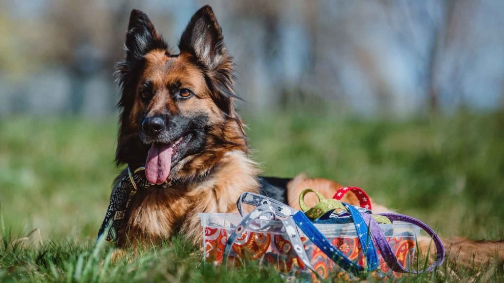 Dog Breeds Germany: Discover Top German Canines