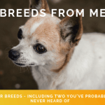 Dog Breeds in Mexico: Discover Unique Canine Companions