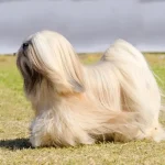 Dog Breeds Lhasa: Uncover Their Unique Charm