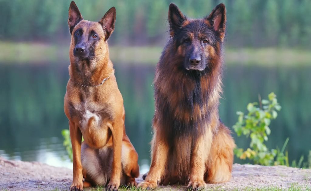 Dog Breeds Like German Shepherd: Top Similar Canine Companions