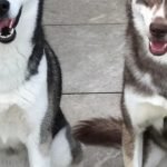 Dog Breeds Like Husky: Discover Stunning Lookalikes