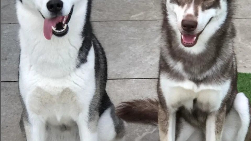 Dog Breeds Like Husky: Discover Stunning Lookalikes
