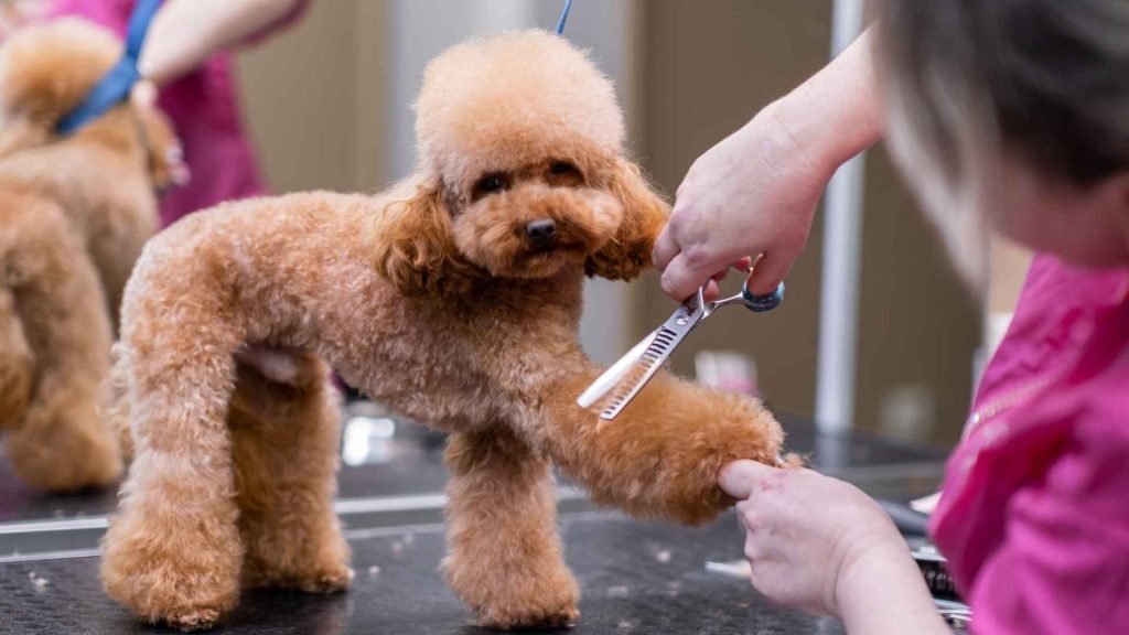 Dog Breeds Little Shedding: Perfect Pets for Neat Homes