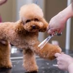 Dog Breeds Little Shedding: Perfect Pets for Neat Homes