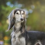 Dog Breeds Long Hair Large: Majestic Giants Explained