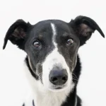 Dog Breeds Lurcher: Discover Unique Traits & Tips