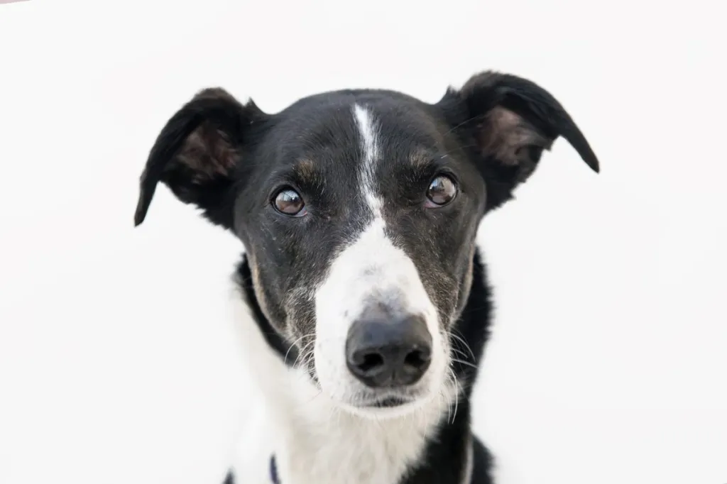 Dog Breeds Lurcher: Discover Unique Traits & Tips