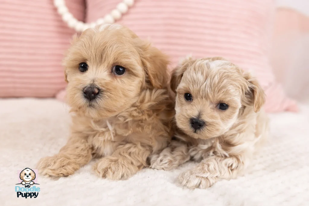 Dog Breeds Maltese Poodle Mix: Adorable Companion Guide