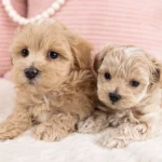 Dog Breeds Maltese Poodle Mix: Adorable Companion Guide
