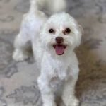 Dog Breeds- Maltese Terrier: Discover Their Charm