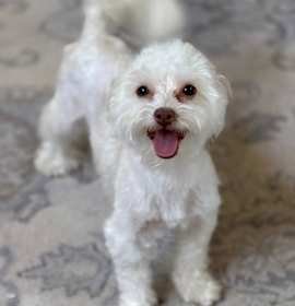 Dog Breeds- Maltese Terrier: Discover Their Charm