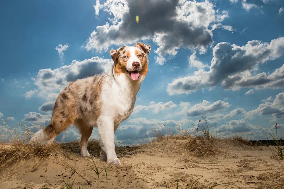 Dog Breeds Medium: Discover Perfect Family Companions