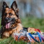 Dog Breeds of Germany: Discover Unique Canine Heritage