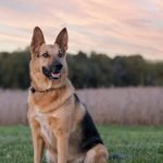 Dog Breeds Pics: Adorable Images of Popular Pups