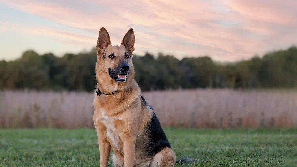 Dog Breeds Pics: Adorable Images of Popular Pups