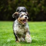 Dog Breeds Poodle Terrier Mix: Discover Unique Traits