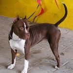 Dog Breeds Red Nose Pitbull: Ultimate Guide & Facts