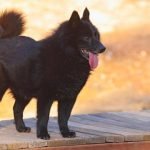 Dog Breeds Schipperke: Discover the Loyal Protector