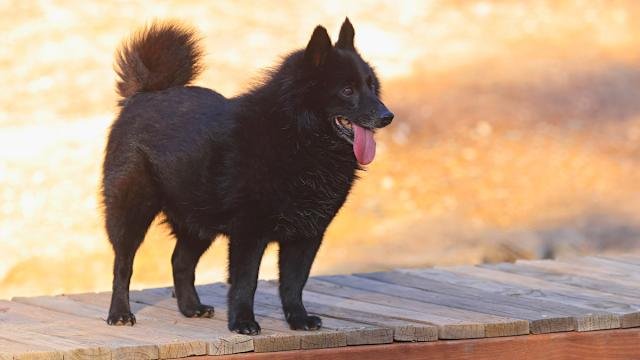 Dog Breeds Schipperke: Discover the Loyal Protector