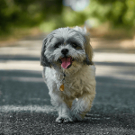 Dog Breeds Shih Tzu: Adorable Companions Unleashed
