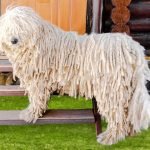 Dog Breeds That are Low Shedding: Ideal Pets