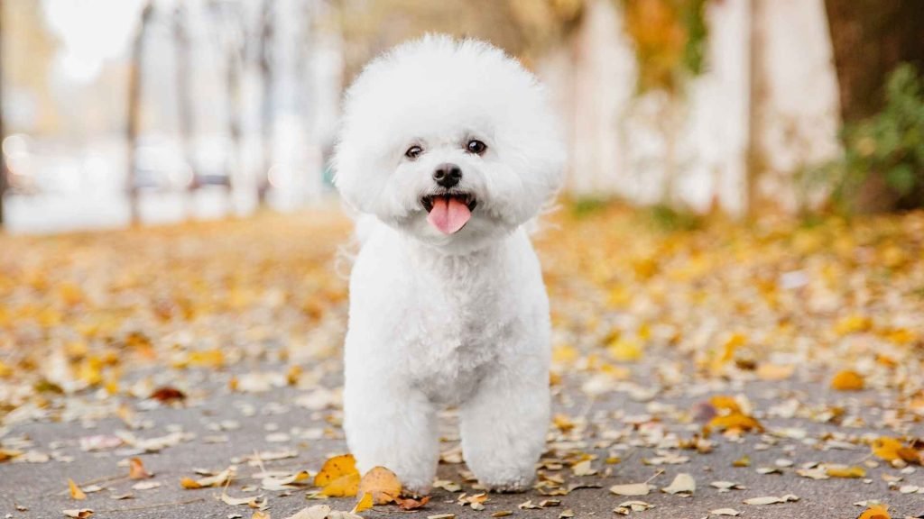 Dog Breeds That are Small And Fluffy: Adorable Companions