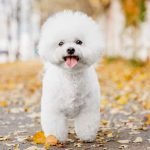 Dog Breeds That are Small And Fluffy: Adorable Companions