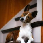 Dog Breeds That Don’t Bark: Quiet Companions