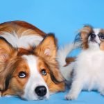 Dog Breeds That Live the Longest: Uncover Top Longevity