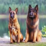 Dog Breeds That Look Like German Shepherds: Discover Now