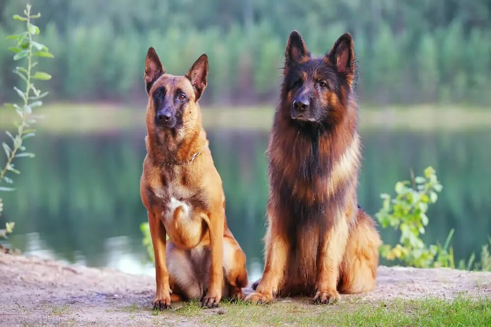 Dog Breeds That Look Like German Shepherds: Discover Now