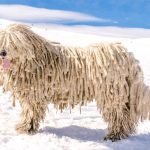 Dog Breeds That Look Like Mops: Adorable Fluff Balls