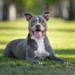 Dog Breeds That Look Like Pit Bulls: Unveiling Similarities