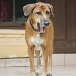 Dog Breeds That Start With A: Adorable Companions