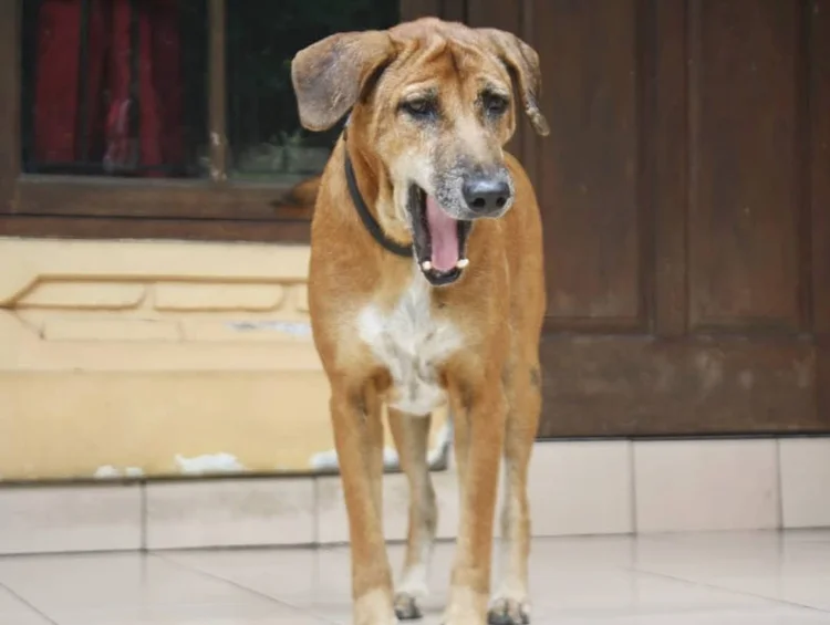 Dog Breeds That Start With A: Adorable Companions