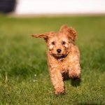 Dog Breeds That Start With C: Charming Canine Companions